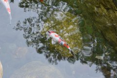 Koi in a Pond in Hong Kong Park