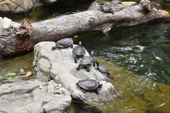 Turtles in Hong Kong Park