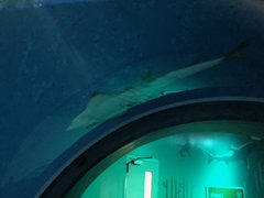 Stingray Shark