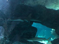 Stingray Shark
