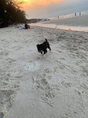 Beach Puppy