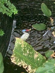 Bird In Pond
