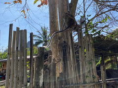 Monkey on a Fence