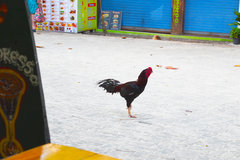 Rooster 12-27-19